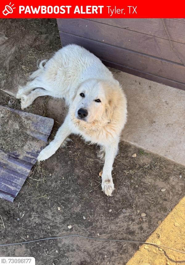 Lost Female Dog last seen FM 344-E abd CR 119, south Tyler, near Kiepersol Winery, Tyler, TX 75703