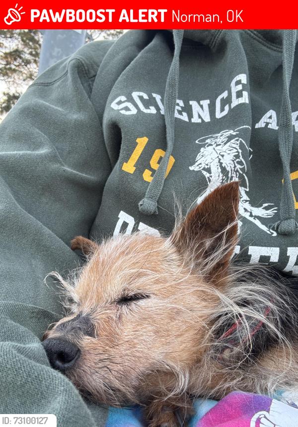 Lost Female Dog last seen Main & South Meecedes, Norman, OK 73069