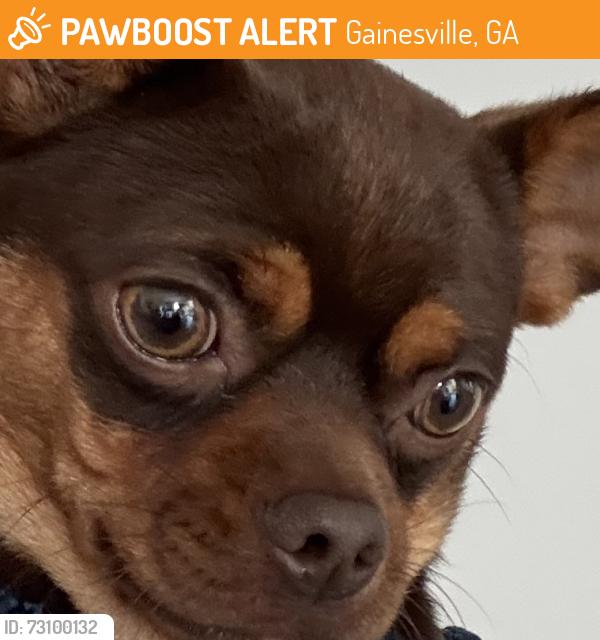 Found/Stray Male Dog last seen Forrest Ave, Gainesville, GA 30501