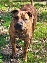 Reunited Female Dog last seen Neighborhood Hillcrest off 273. DE Md line, Elkton, MD 21921