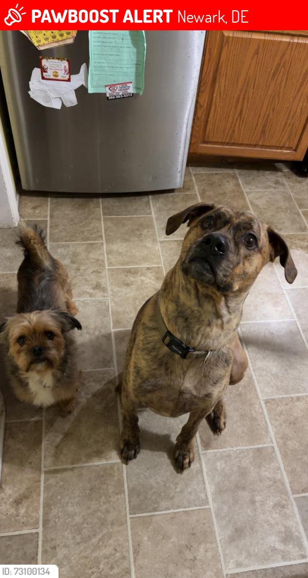 Lost Male Dog last seen Near and Gender Rd by Comfort Inn, Newark, DE 19713
