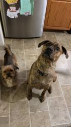 Lost Male Dog last seen Near and Gender Rd by Comfort Inn, Newark, DE 19713