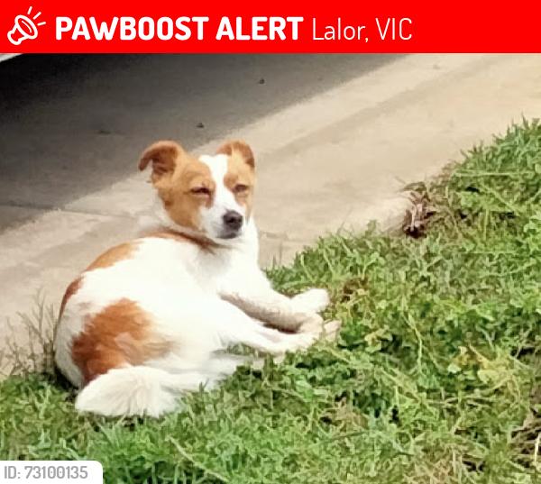 Lost Male Dog last seen Whittlesea Public Gardens, Lalor, VIC 3075