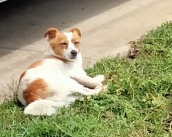 Lost Male Dog last seen Whittlesea Public Gardens, Lalor, VIC 3075