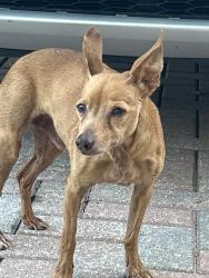 Reunited Male Dog last seen Bent Creek Drive, Fort Pierce, FL 34947