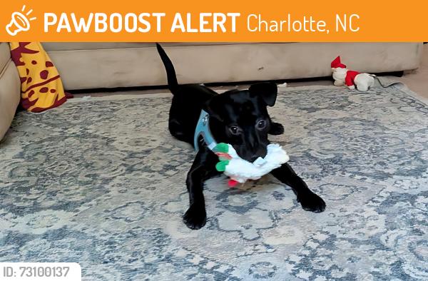 Found/Stray Female Dog last seen Dog Park, Charlotte, NC 28269
