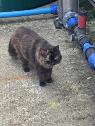 Found/Stray Female Cat last seen Bowls club, Medway, England ME4 6NE