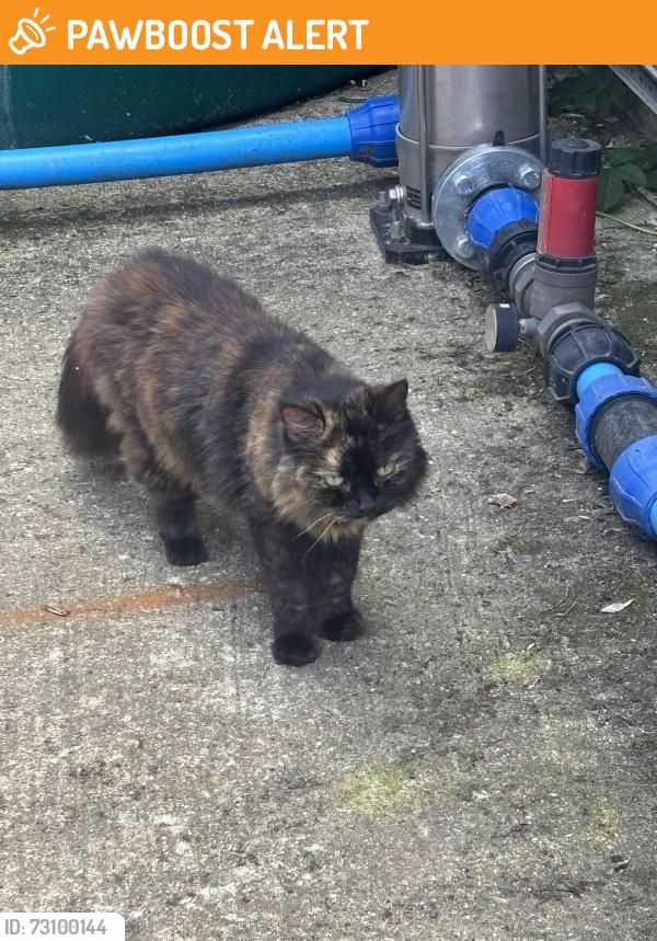 Found/Stray Female Cat last seen Bowls club, Medway, England ME4 6NE