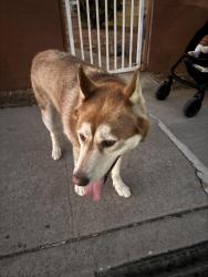 Found/Stray Unknown Dog last seen Azalea Park, San Diego, CA, San Diego, CA 92105