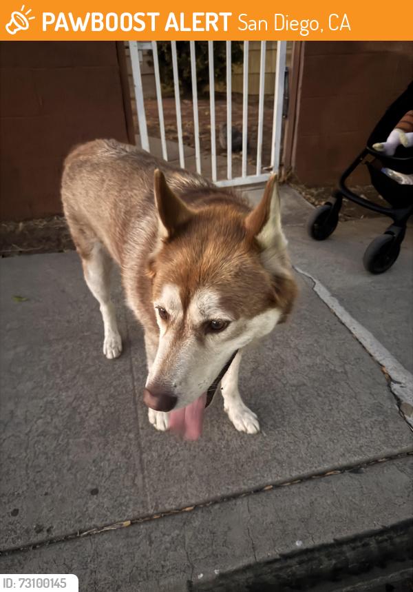 Found/Stray Unknown Dog last seen Azalea Park, San Diego, CA, San Diego, CA 92105