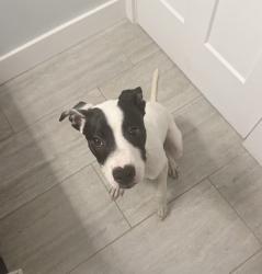 Found/Stray Unknown Dog last seen Lakeshore Park, Knoxville, TN 37919