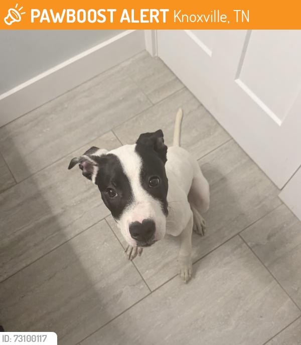 Found/Stray Unknown Dog last seen Lakeshore Park, Knoxville, TN 37919