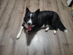 Found/Stray Female Dog last seen 10th and country club, Indianapolis, IN 46234