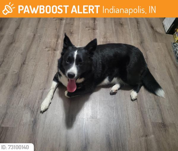 Found/Stray Female Dog last seen 10th and country club, Indianapolis, IN 46234