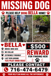 Reunited Female Dog last seen In the bend on pilot knob near Albert Elliot rd, Auburn, KY 42206