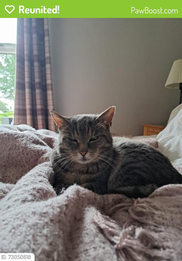 Reunited Male Cat last seen Dunmurry Lane, Belfast, Northern Ireland BT17