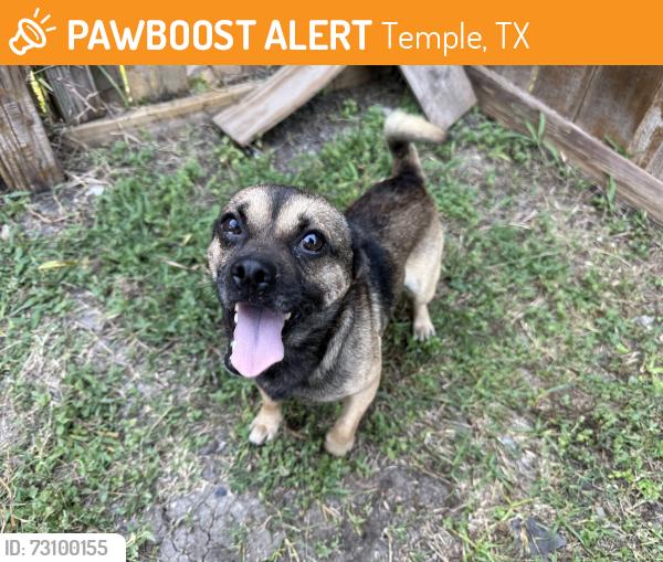 Found/Stray Male Dog last seen 12th Street, Temple, TX 76501