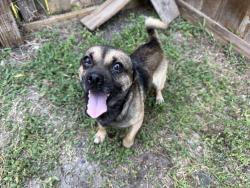 Found/Stray Male Dog last seen 12th Street, Temple, TX 76501