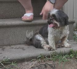 Reunited Unknown Dog last seen Sweet closet lane, Cleveland, TX 77328