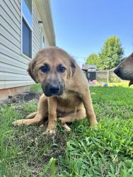 Found/Stray Female Dog last seen Near Barred Owl Dr, Fountain Inn, SC 29644