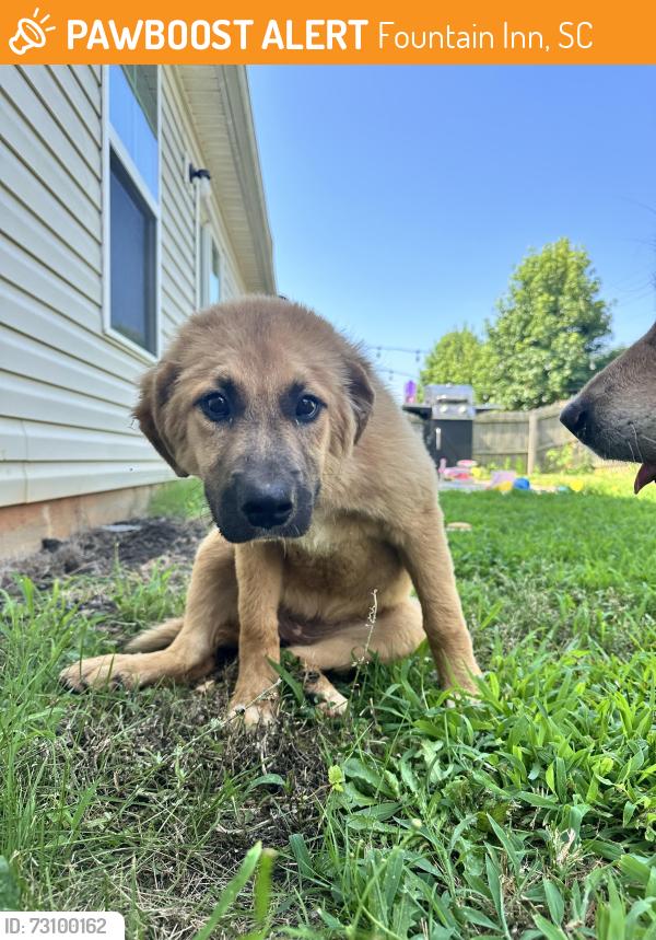 Found/Stray Female Dog last seen Near Barred Owl Dr, Fountain Inn, SC 29644