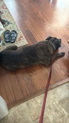 Reunited Male Dog last seen Springwood Church Rd. and Tyndall Dr., Burlington, NC 27215