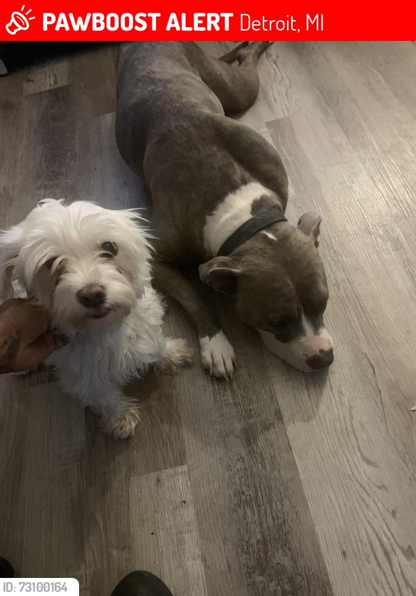 Lost Male Dog last seen Ryan and emery, Detroit, MI 48234