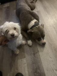 Lost Male Dog last seen Ryan and emery, Detroit, MI 48234