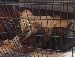 Found/Stray Unknown Dog last seen Ran into our hse, Sacramento, CA 95829