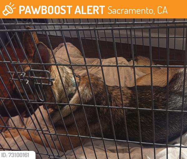 Found/Stray Unknown Dog last seen Ran into our hse, Sacramento, CA 95829