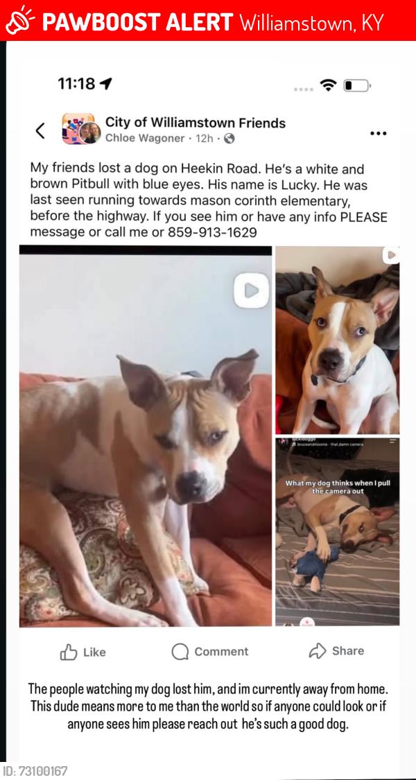 Lost Male Dog last seen Near Heekin Rd, Williamstown, KY 41097, Williamstown, KY 41097