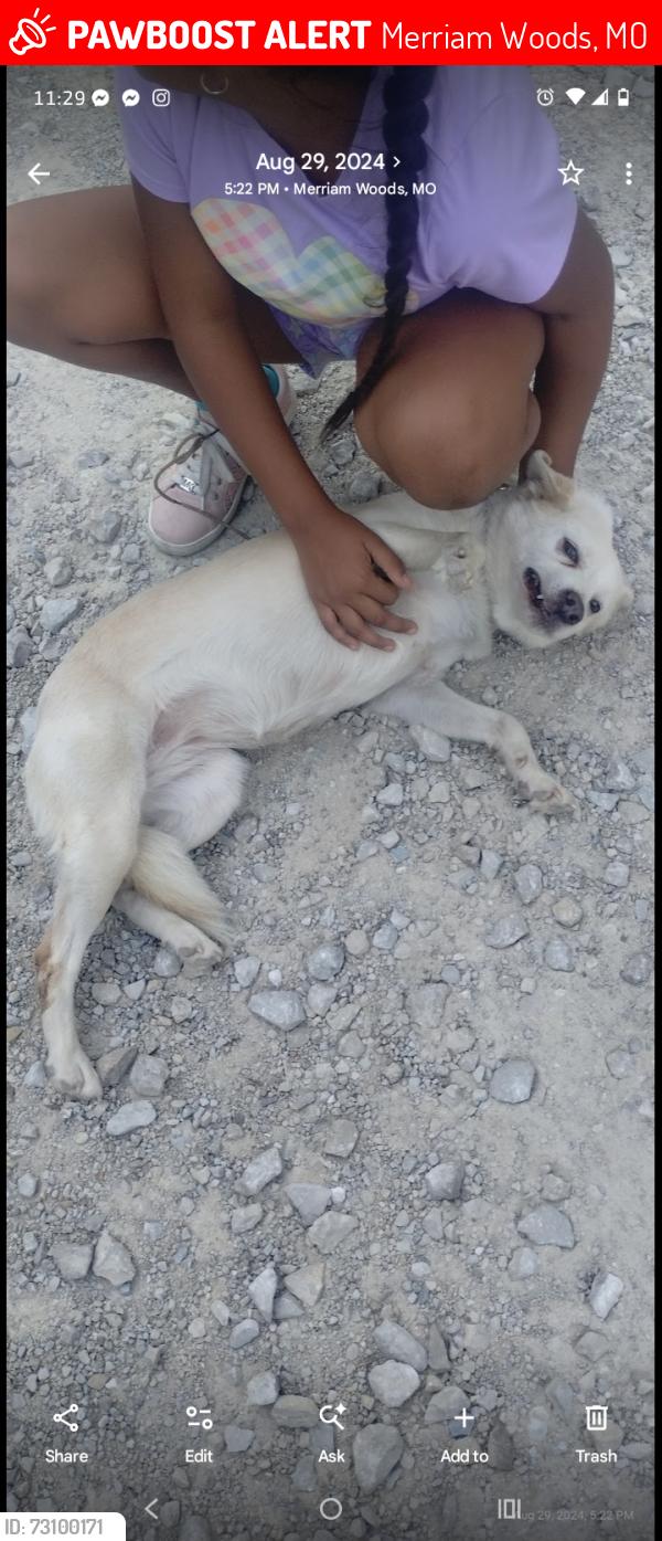 Lost Female Dog last seen Oakwood rd, Merriam Woods, MO 65740