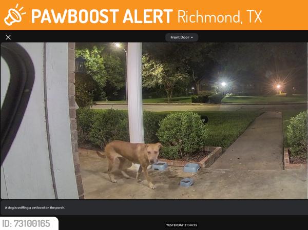 Found/Stray Female Dog last seen Shadylane St and Fairway Dr. Richmond, Richmond, TX 77469