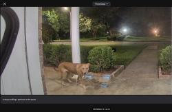 Found/Stray Female Dog last seen Shadylane St and Fairway Dr. Richmond, Richmond, TX 77469