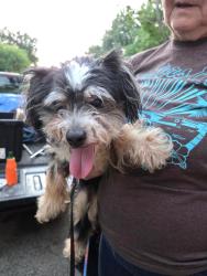Reunited Female Dog last seen Turner and Klepinger, Harrison Township, OH 45415