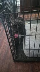 Found/Stray Unknown Dog last seen Chapel Creek and westpoint, Fort Worth, TX 76108