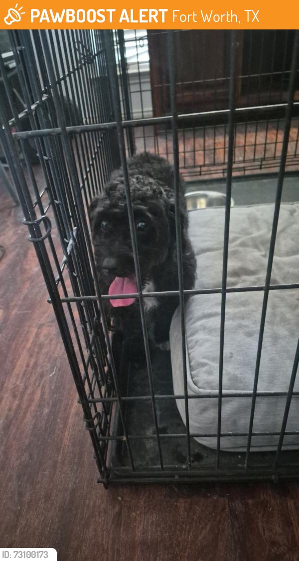 Found/Stray Unknown Dog last seen Chapel Creek and westpoint, Fort Worth, TX 76108
