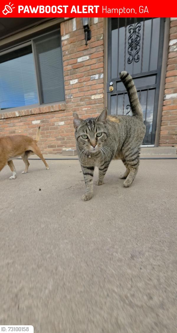 Lost Male Cat last seen Hampton Place Neighborhood, Hampton, GA 30228