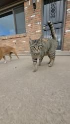 Lost Male Cat last seen Hampton Place Neighborhood, Hampton, GA 30228
