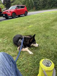 Reunited Female Dog last seen Dausman, East Syracuse, NY 13057