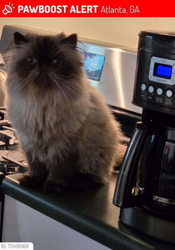 Lost Male Cat last seen Drewry and Ponce de Leon Pl NE, Atlanta, GA 30306