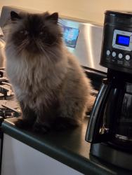Lost Male Cat last seen Drewry and Ponce de Leon Pl NE, Atlanta, GA 30306