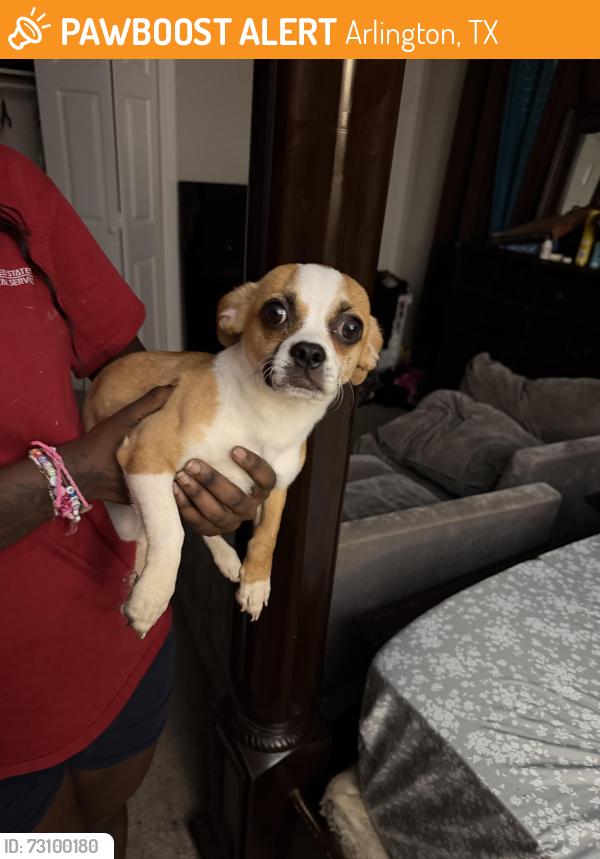 Found/Stray Male Dog last seen Park City s, Arlington, TX 76015