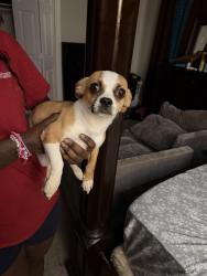 Found/Stray Male Dog last seen Park City s, Arlington, TX 76015