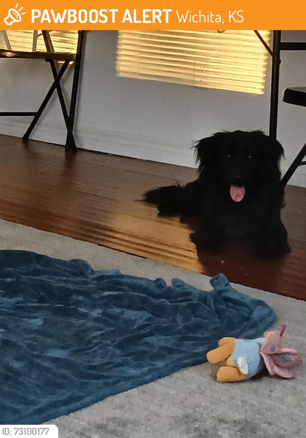 Found/Stray Male Dog last seen K15 found by spirit property by plain view, Wichita, KS 67202