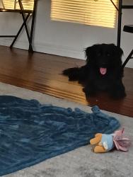 Found/Stray Male Dog last seen K15 found by spirit property by plain view, Wichita, KS 67202