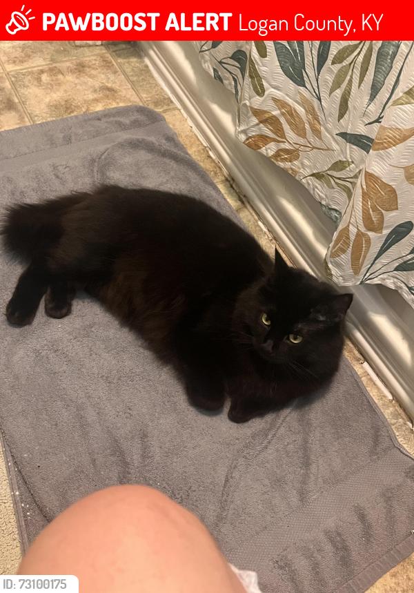 Lost Male Cat last seen Franklin Road, Russellville, Kentucky, Logan County, KY 42276