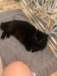 Lost Male Cat last seen Franklin Road, Russellville, Kentucky, Logan County, KY 42276