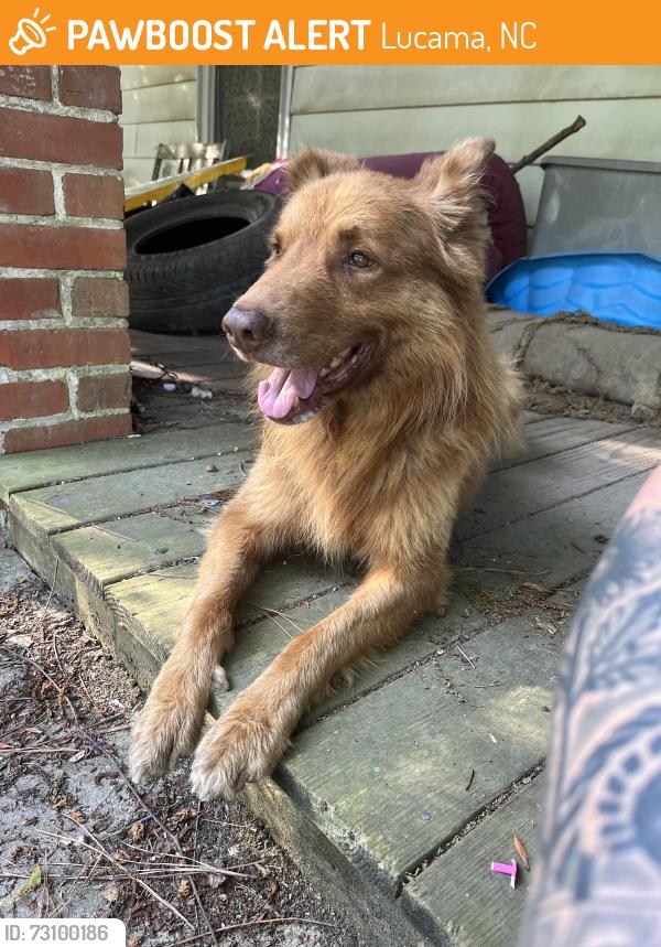 Found/Stray Male Dog last seen Blalock road, Lucama, NC 27851