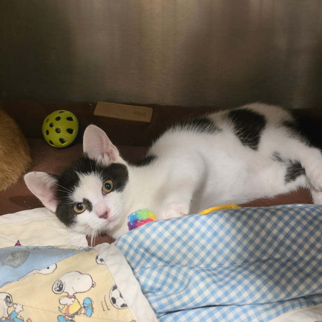 Shelter Stray Female Cat last seen , 825 W Jefferson St, Tipton, IN 46072, USA